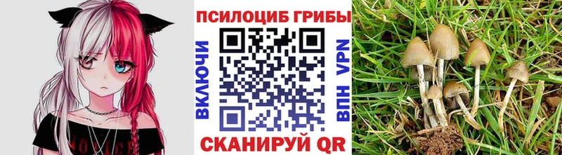 Галлюциногенные грибы Cubensis Шали
